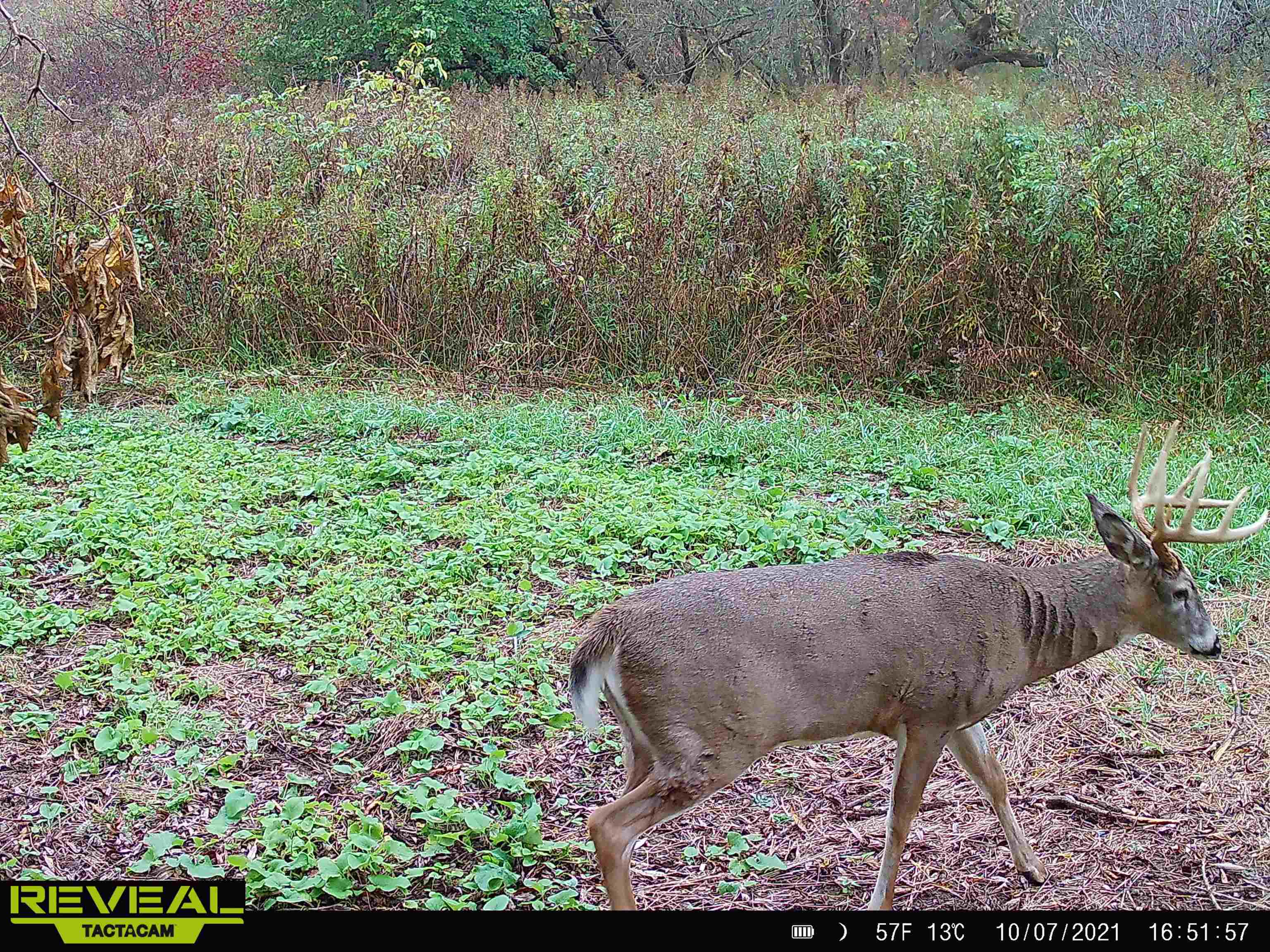 0 Pierce Road Hixton, WI 54635 - Photo 62 of 90 Gallery Image 62