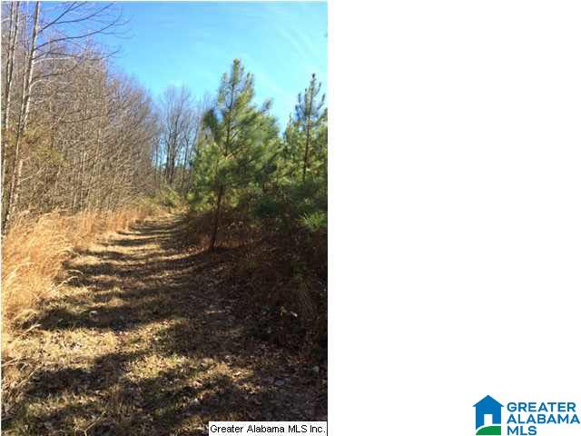3703 Co Highway 24 Springville, AL 35146 - Photo 22 of 28