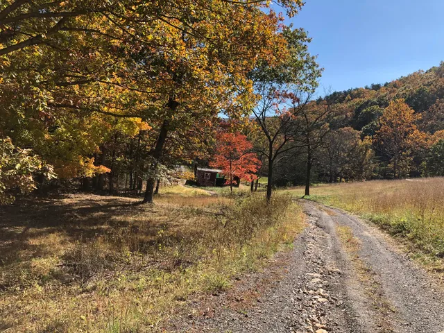 a view of dirt yard with a tree