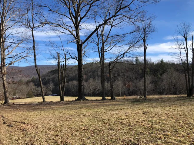 a view of a forest filled with trees