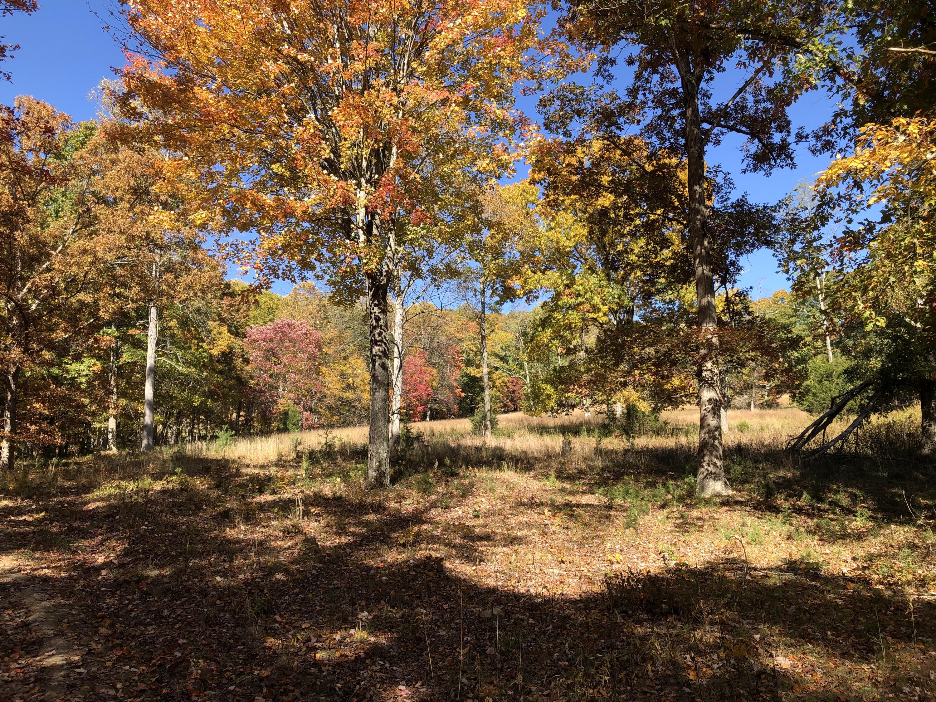 906 Wolfe Road Covington, VA 24426 - Photo 4 of 50 a view of outdoor space with yard and green space