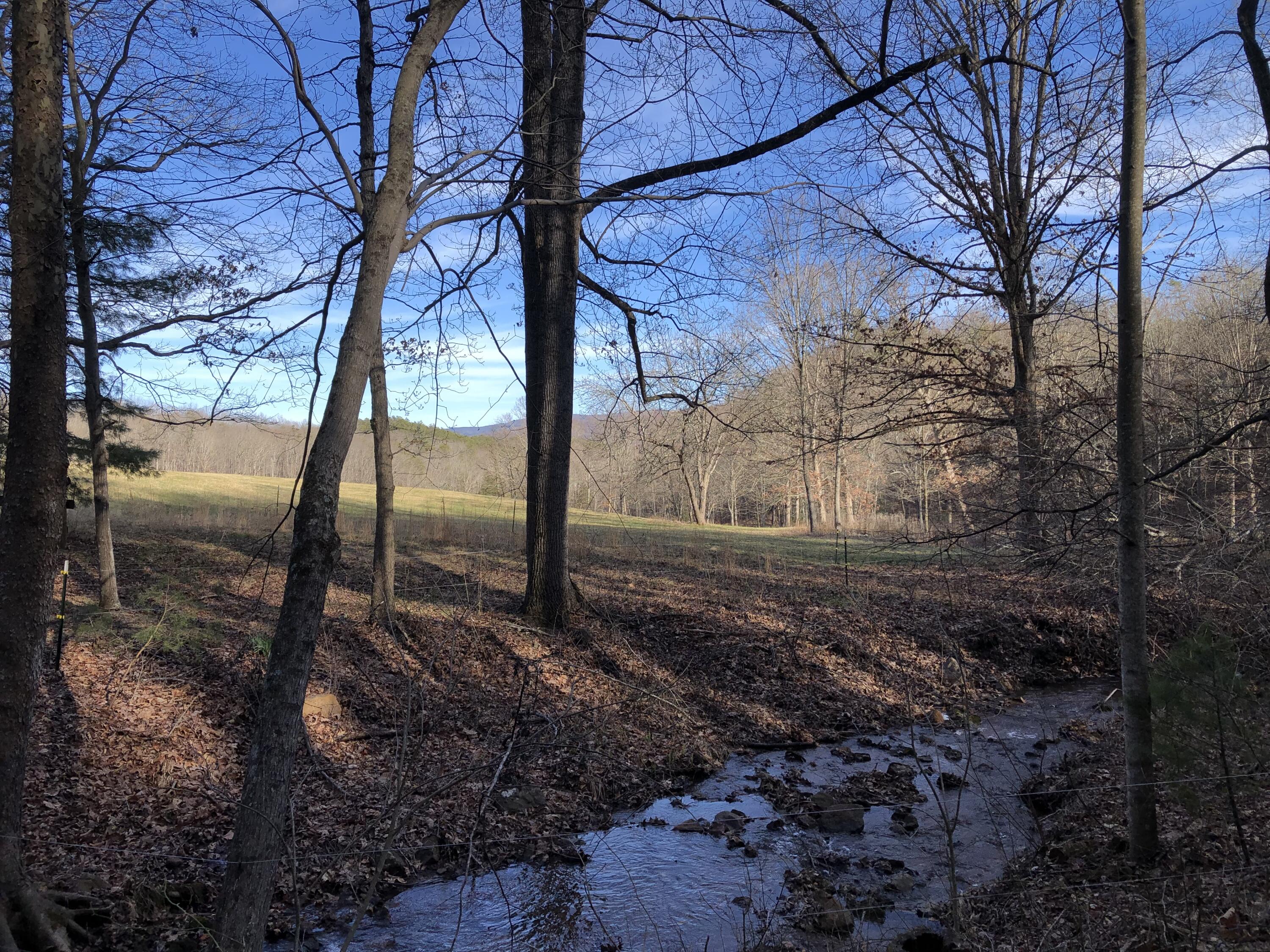 906 Wolfe Road Covington, VA 24426 - Photo 41 of 50 a view of a yard with large tree