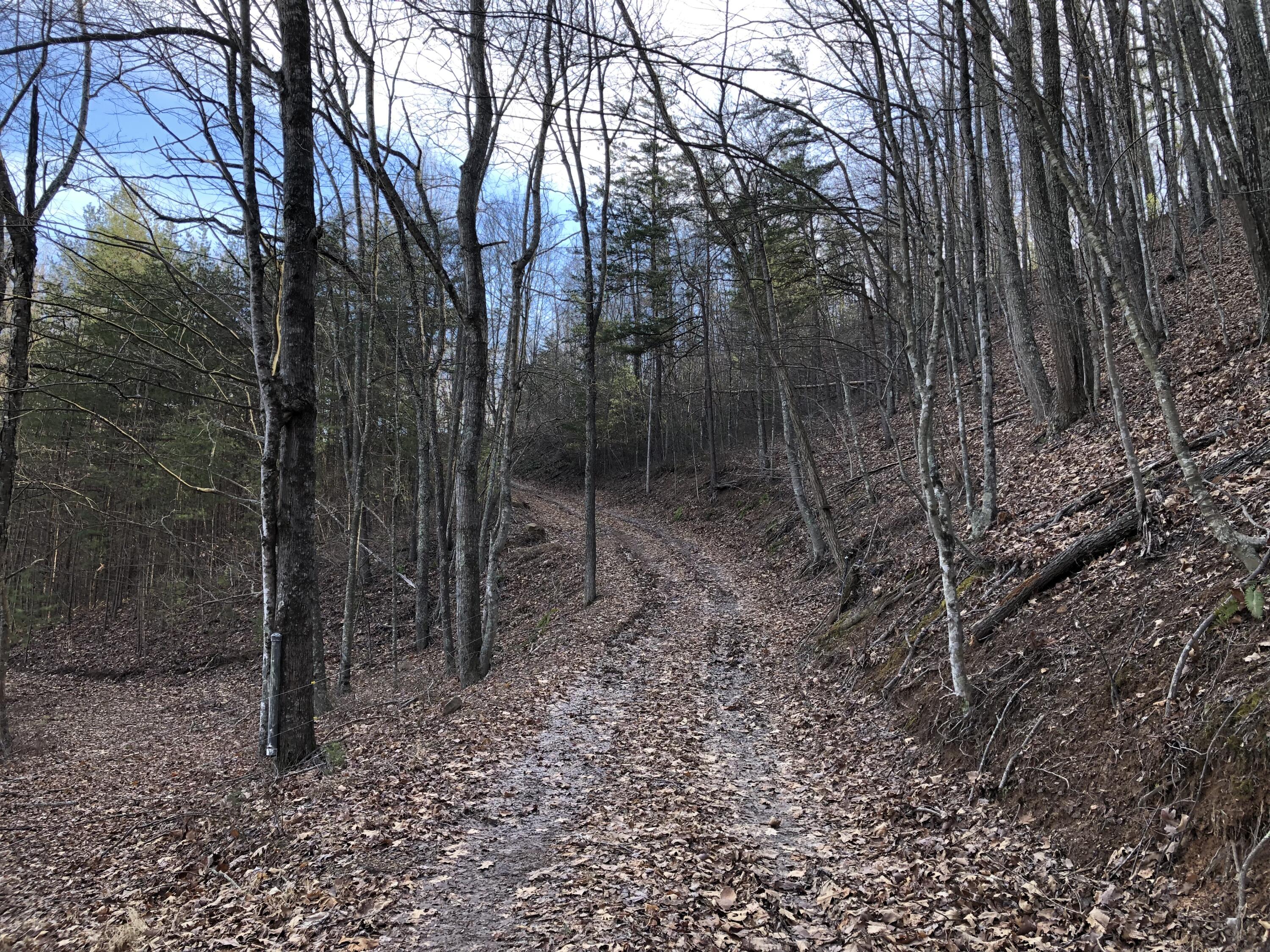 906 Wolfe Road Covington, VA 24426 - Photo 42 of 50 a view of a forest filled with trees