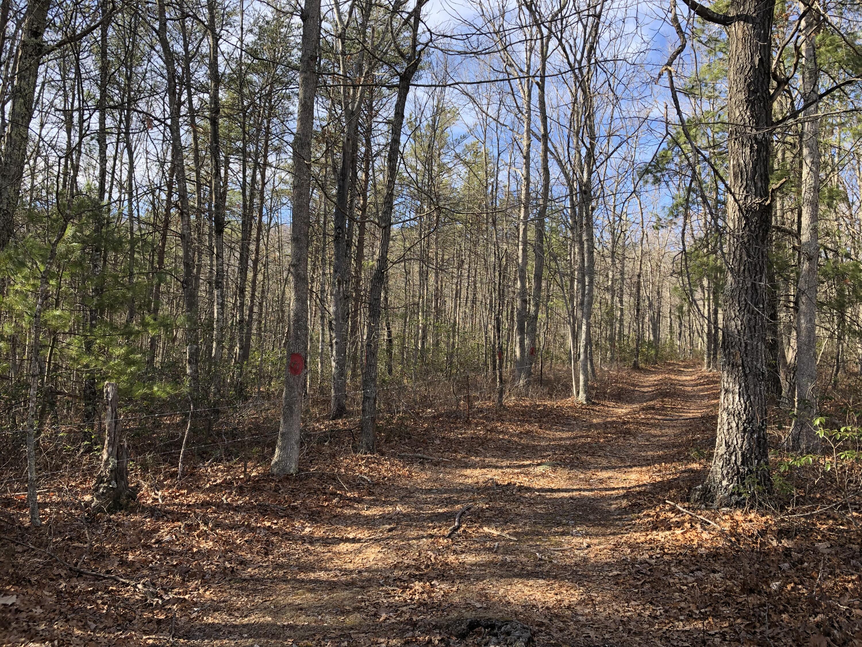 906 Wolfe Road Covington, VA 24426 - Photo 44 of 50 a view of a yard with large trees