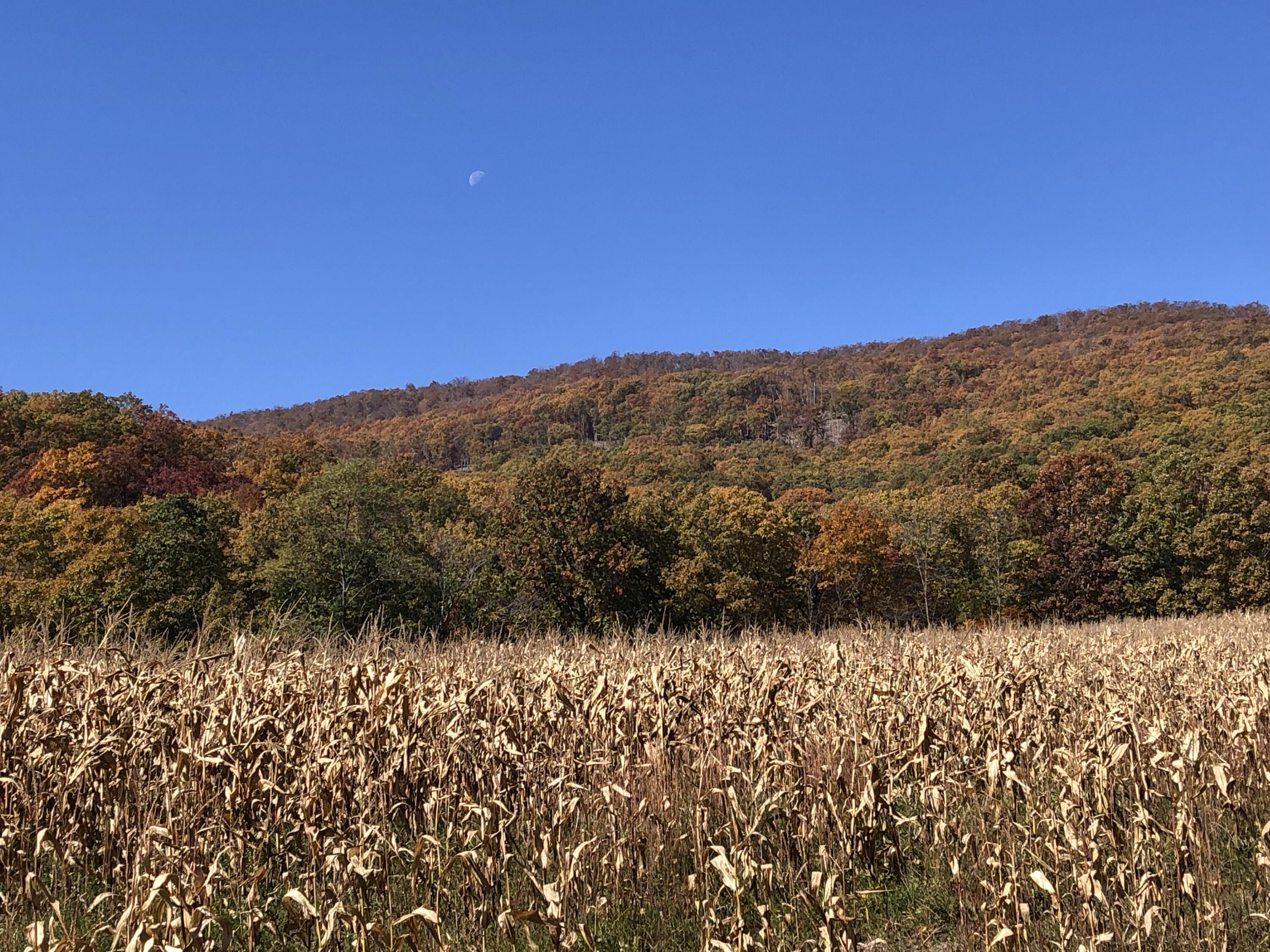 906 Wolfe Road Covington, VA 24426 - Photo 5 of 50 a view of mountain view