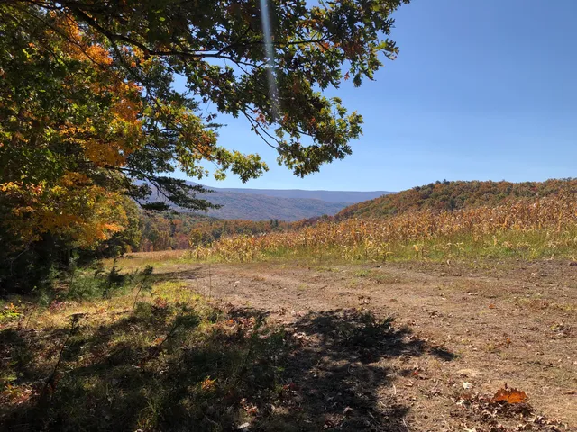 a view of a bunch of trees