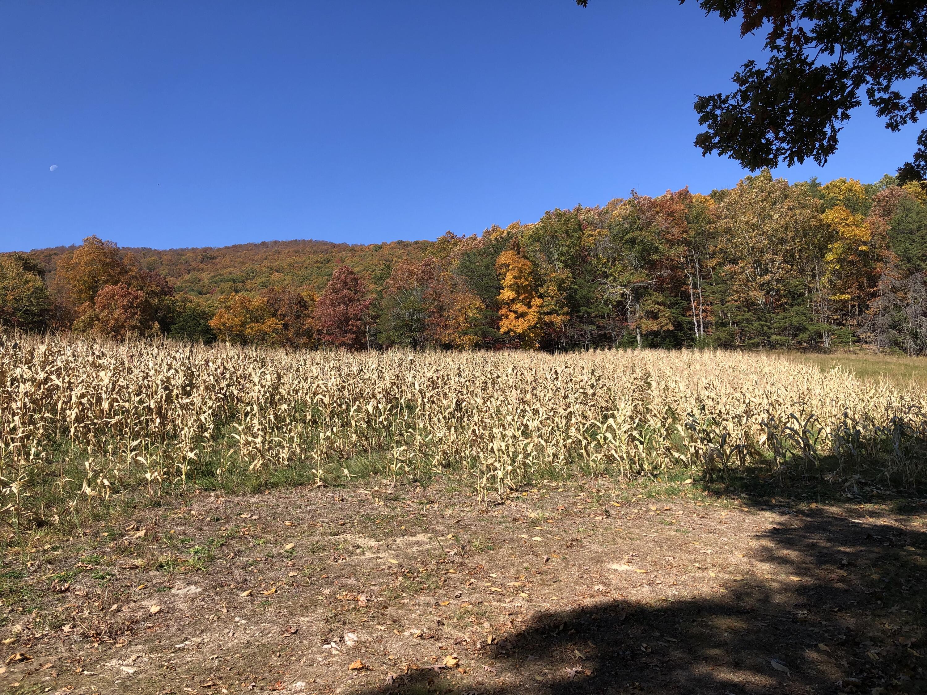 906 Wolfe Road Covington, VA 24426 - Photo 8 of 50 a view of mountain view with mountains in the background