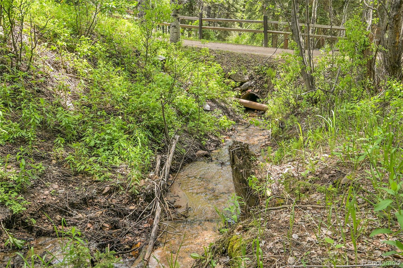 11182 Barney Gulch Road Conifer, CO 80433 - Photo 49 of 50 a close up of a plant in a garden