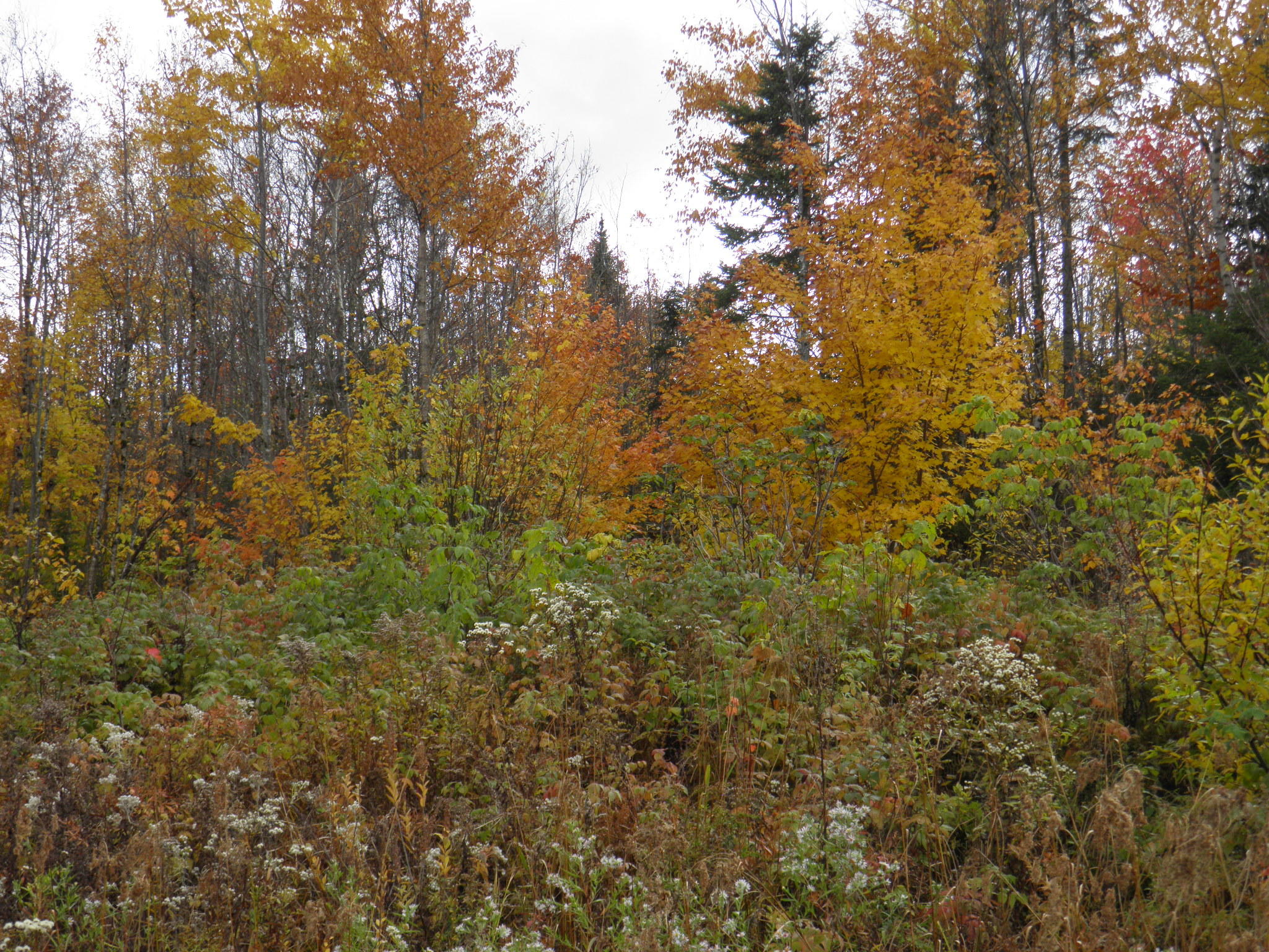 Lot 24 Currie Rd Mount Mount Chase, ME 04765 - Photo 24 of 24 PA130700