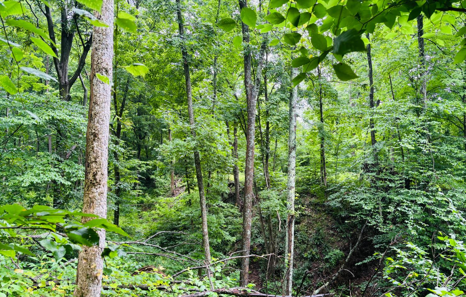 0 Laurel Road Laurel, IN 47024 - Photo 11 of 16