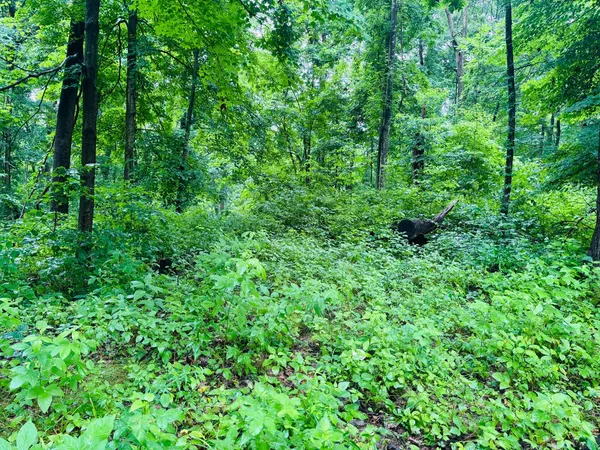 $110,000 | 0 Laurel Road, Laurel, IN 47024