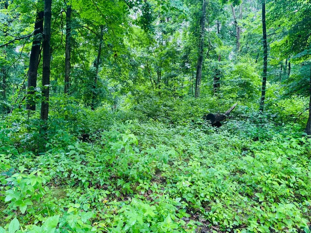 $110,000 | 0 Laurel Road, Laurel, IN 47024