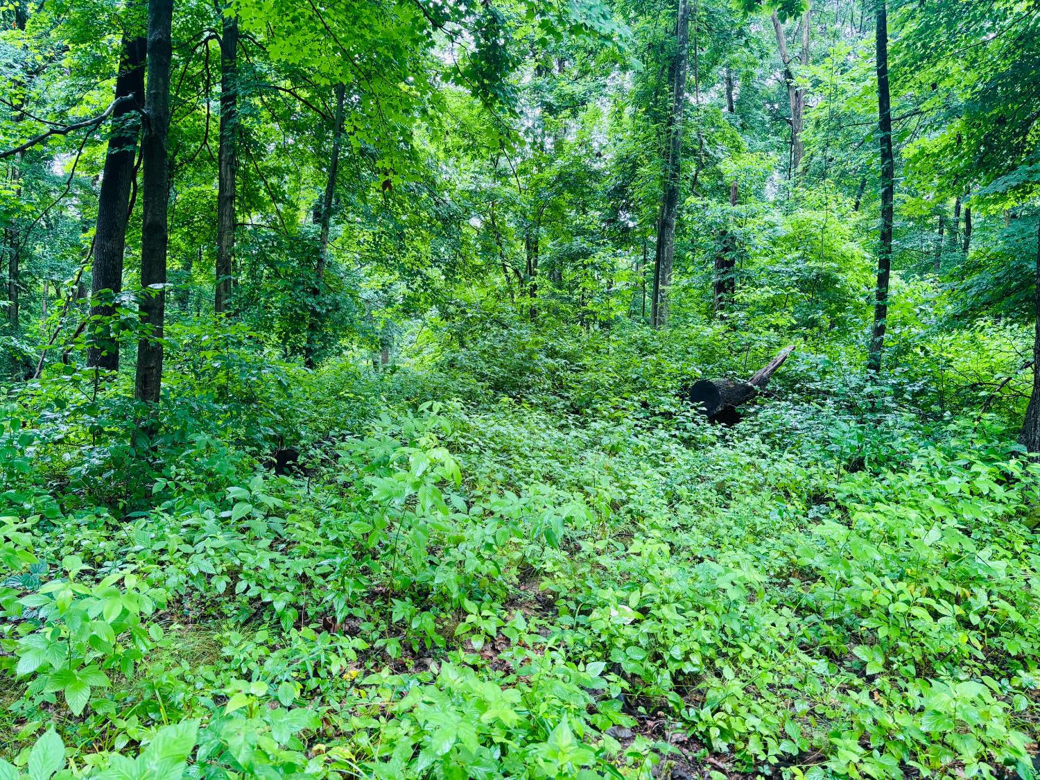 0 Laurel Road Laurel, IN 47024 - Photo 14 of 16