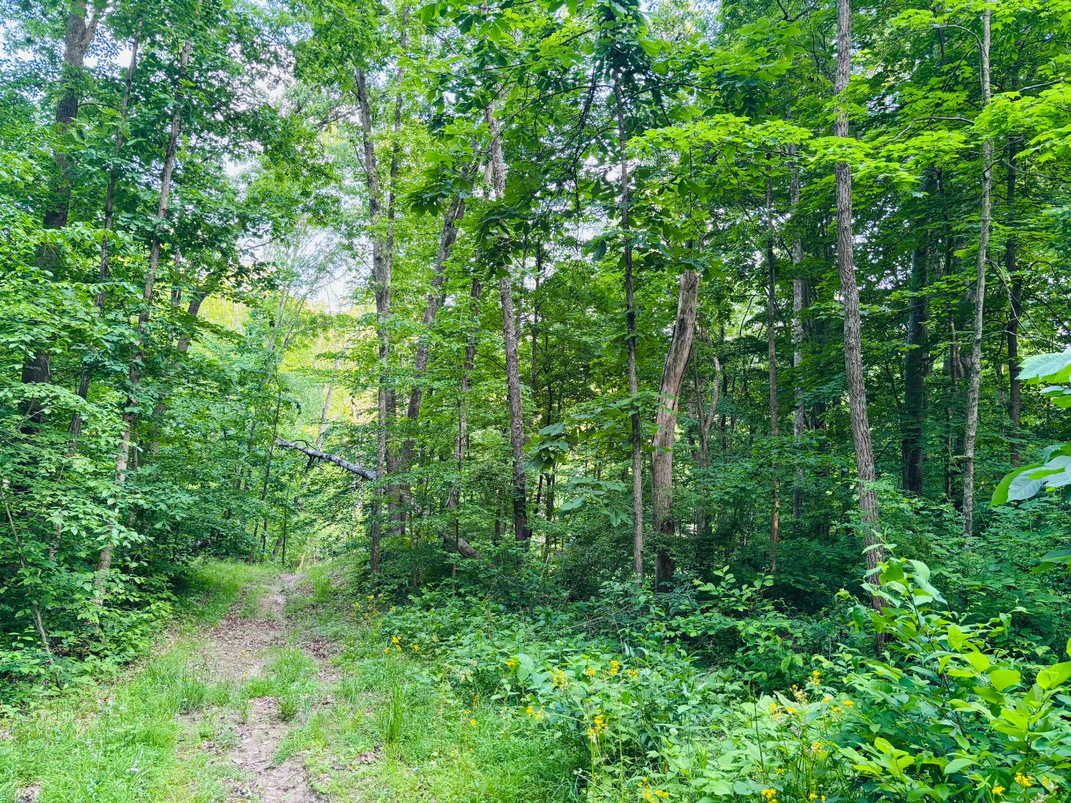 0 Laurel Road Laurel, IN 47024 - Photo 6 of 16 View from trail, up the hill.