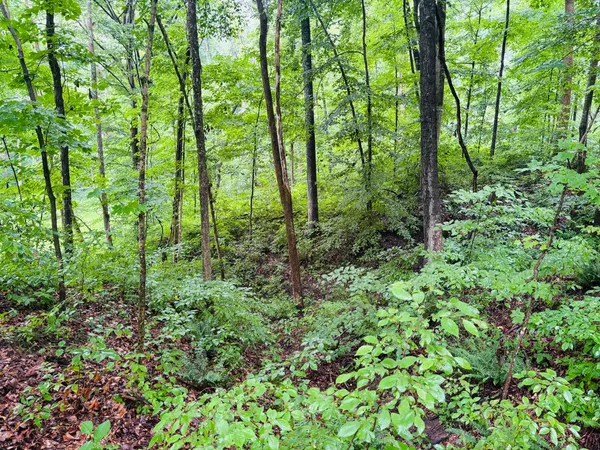 $110,000 | 0 Laurel Road, Laurel, IN 47024