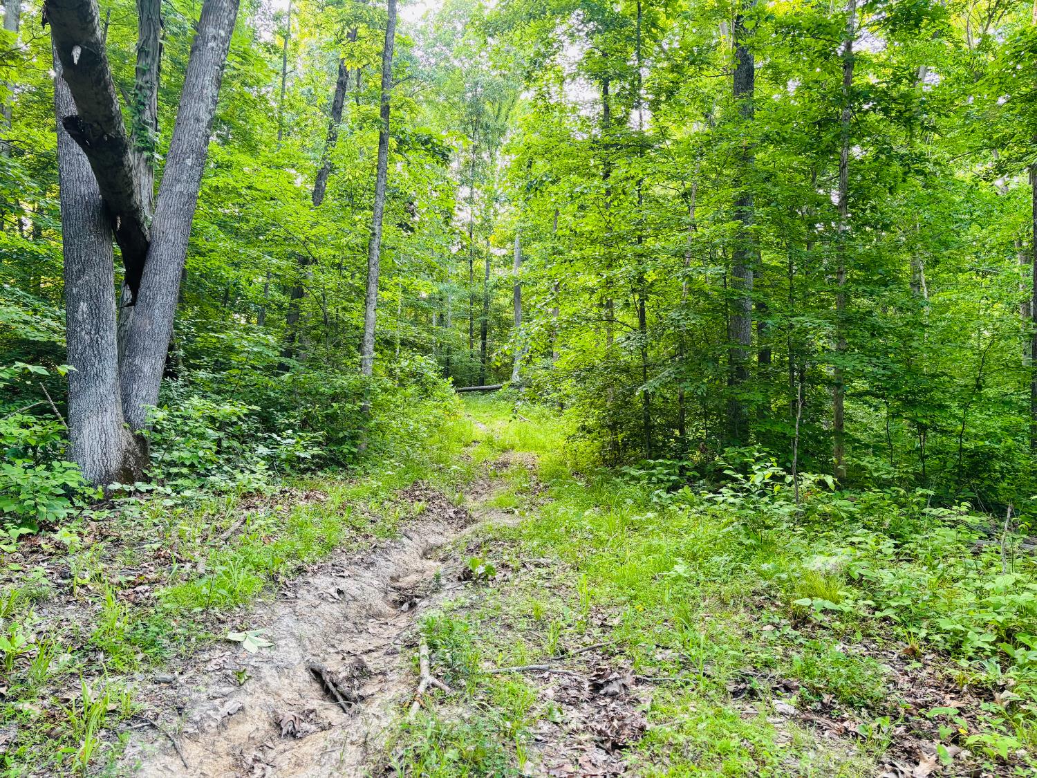 0 Laurel Road Laurel, IN 47024 - Photo 9 of 16 View from trail, up the hill.