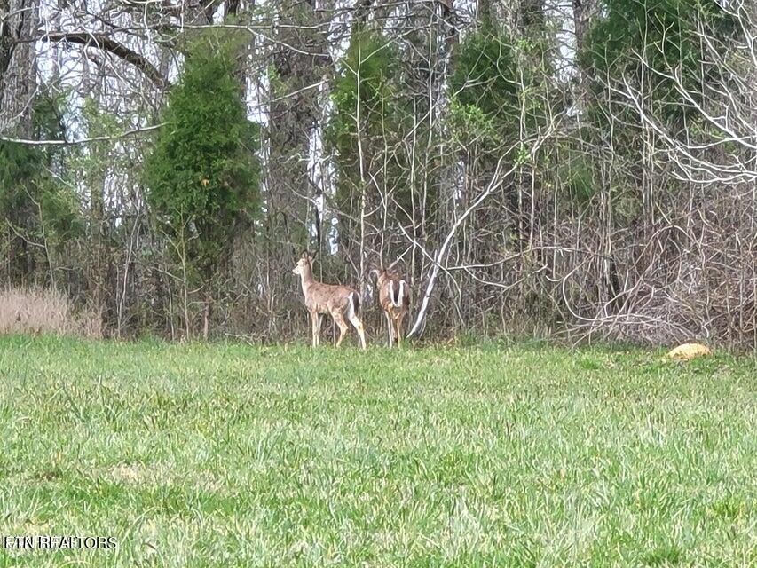Lot 19 Dogwood Cove Road Spring City, TN 37381 - Photo 4 of 13 .