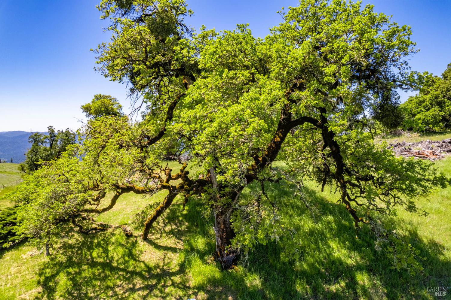19780 Yorkville Ranch Road Yorkville, CA 95494 - Photo 13 of 49 a view of a tree