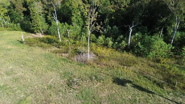 a view of a forest with a tree