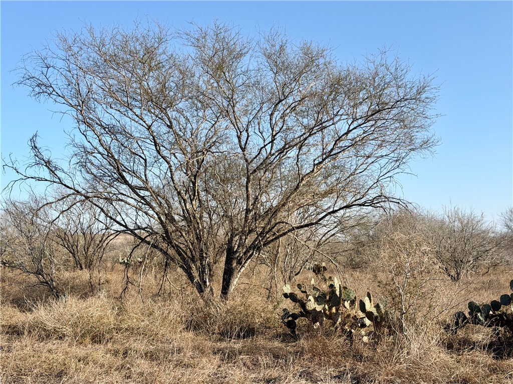 0 Cr 119 Alice, TX 78332 - Photo 16 of 40