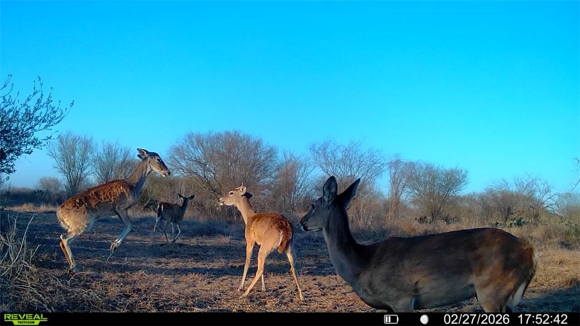 0 Cr 119 Alice, TX 78332 - Photo 17 of 40
