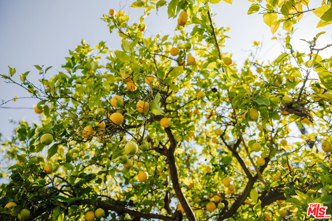 2610 Mandeville Canyon Road Los Angeles, CA 90049 - Photo 32 of 32 a view of a tree