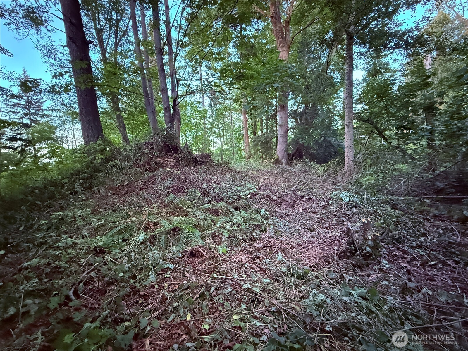 32 K Beach Way Hat Island, WA 98201 - Photo 7 of 28 a view of a forest that has large trees