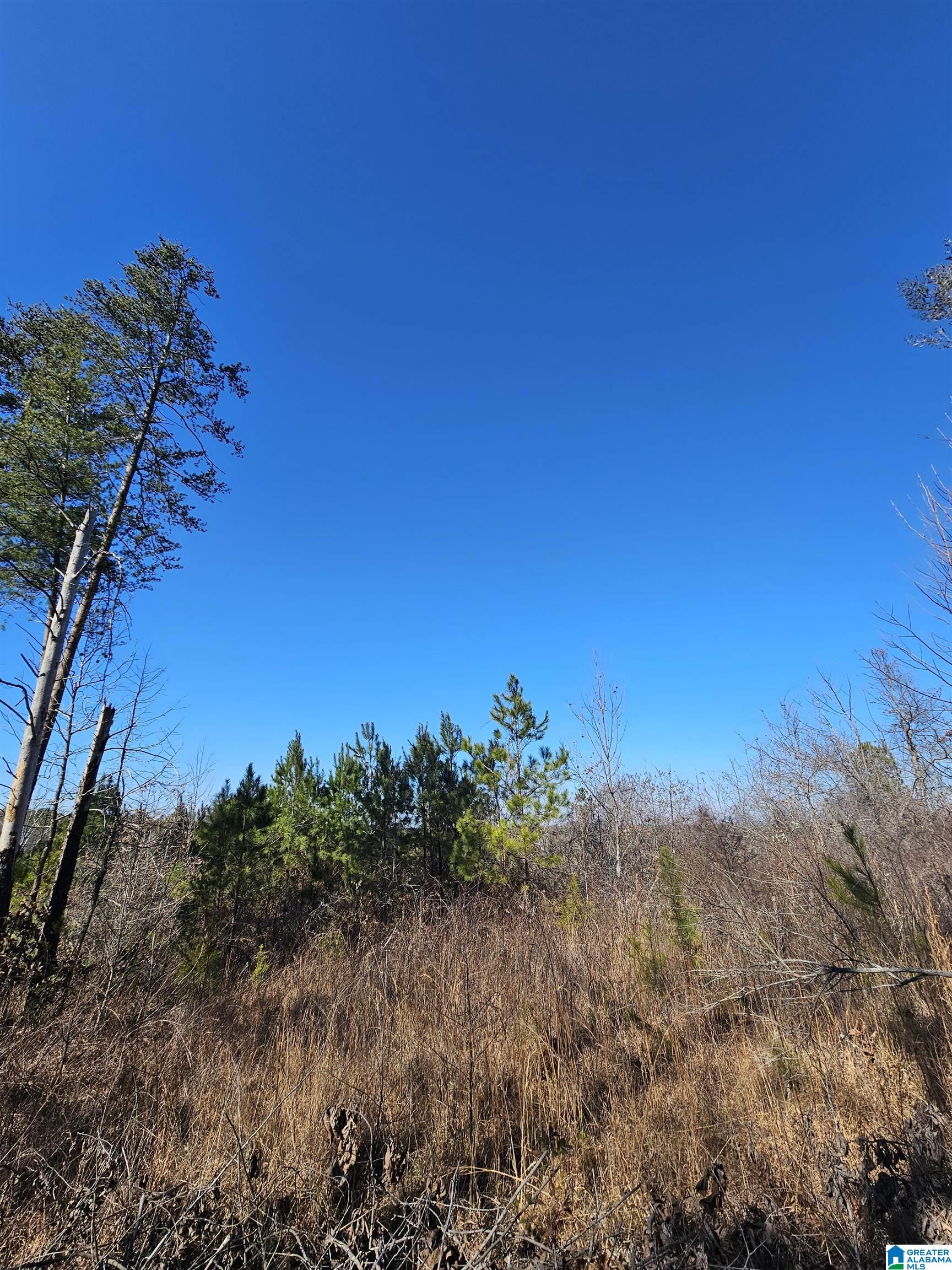0 County Road 138 Jemison, AL 35085 - Photo 3 of 5
