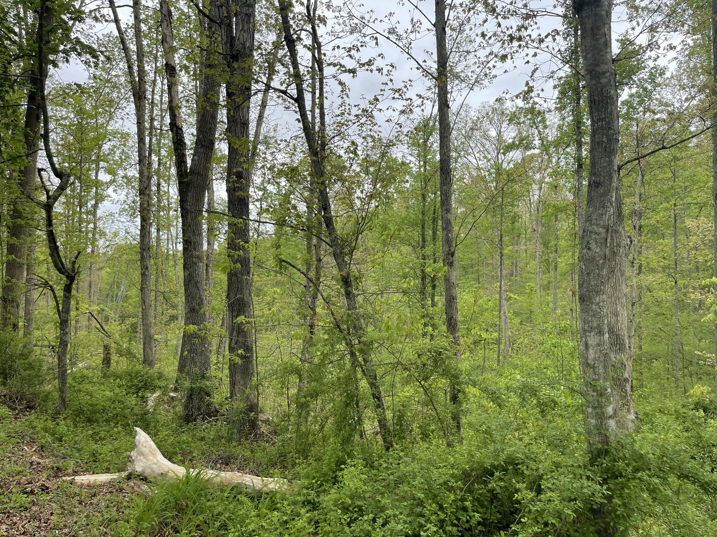 66 Conway Road Annville, KY 40402 - Photo 9 of 10 tract 6 (2)
