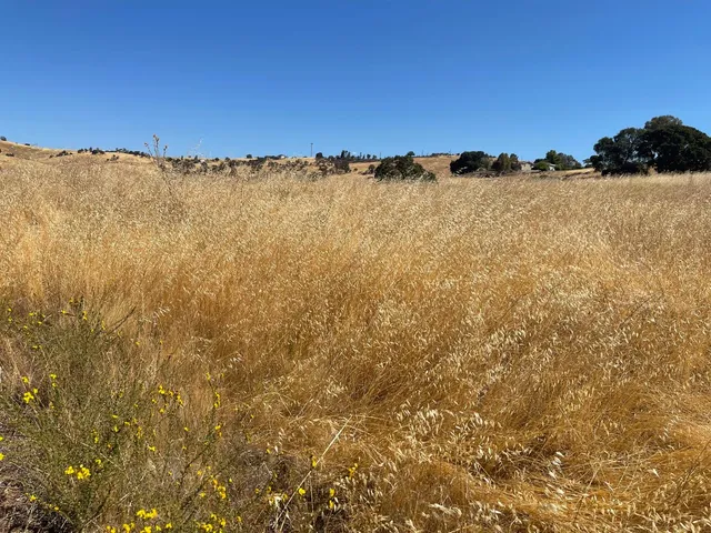 a view of a dry yard