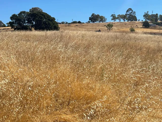 a view of a covered with trees in the background