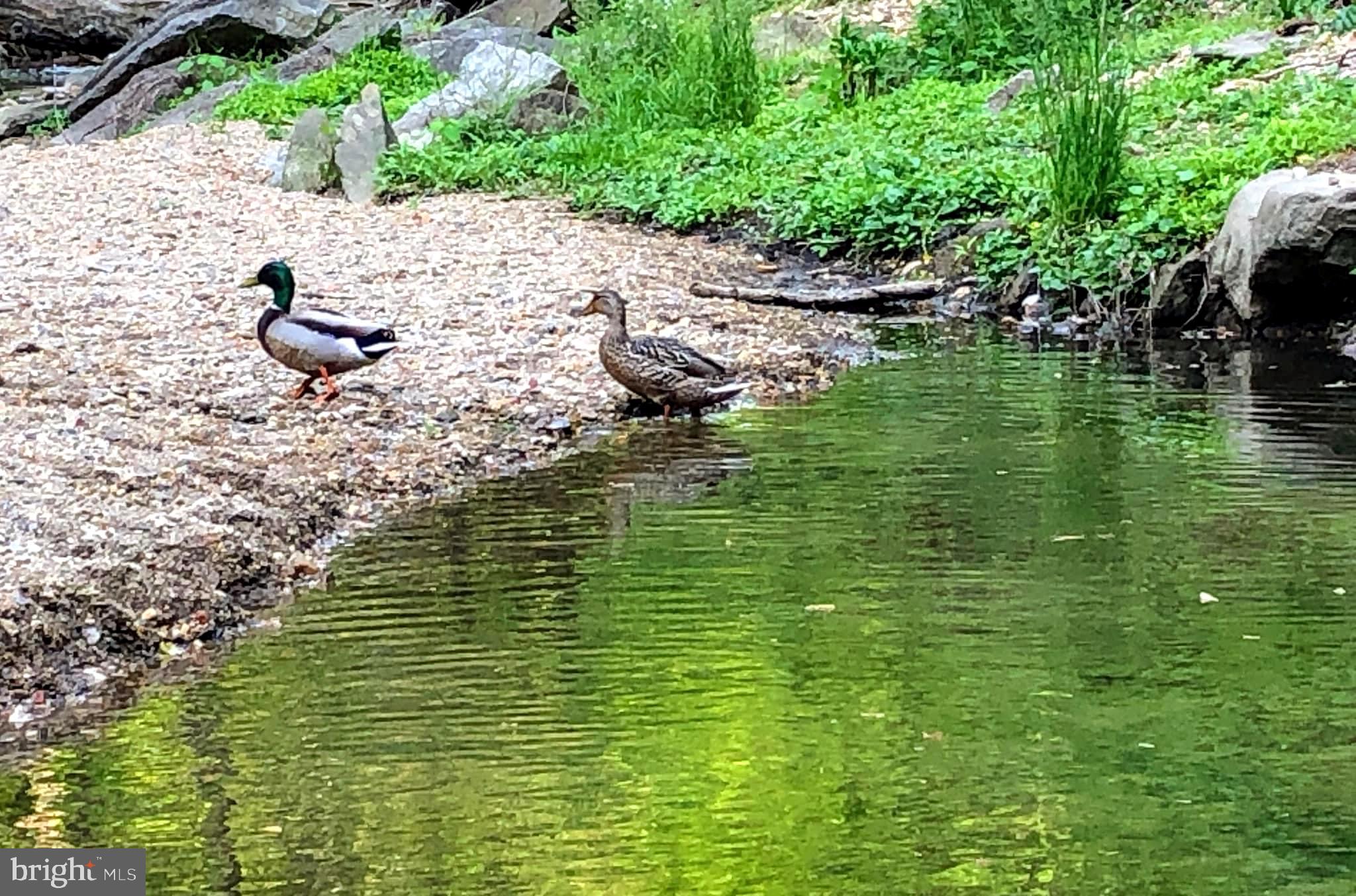 9314 Colesville Road Silver Spring, MD 20901 - Photo 70 of 88 The Ducks Ditty. Sligo Creek Park