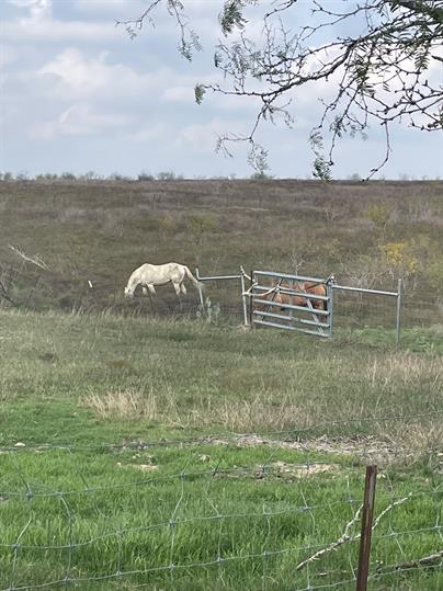 122 Roots Road Martindale, TX 78655 - Photo 14 of 14