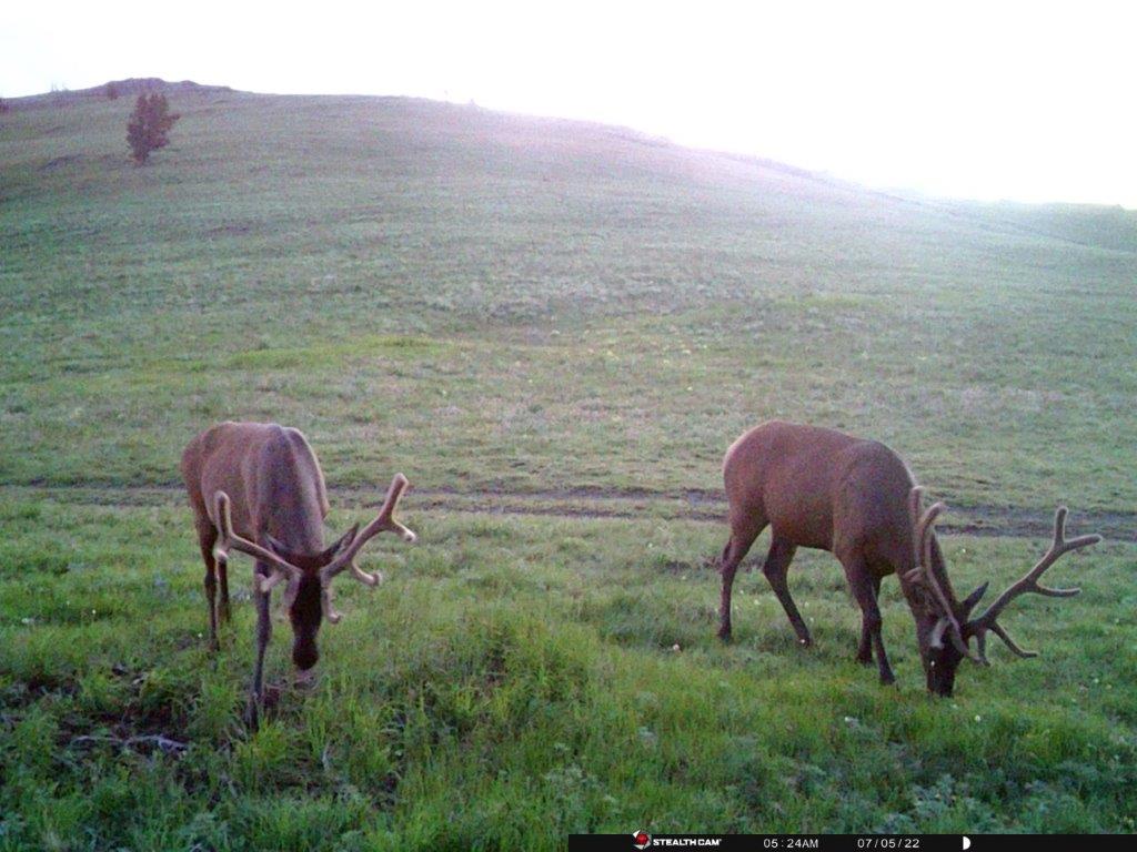 Tbd Indian Creek Road Townsend, MT 59644 - Photo 23 of 50 Gallery Image 23
