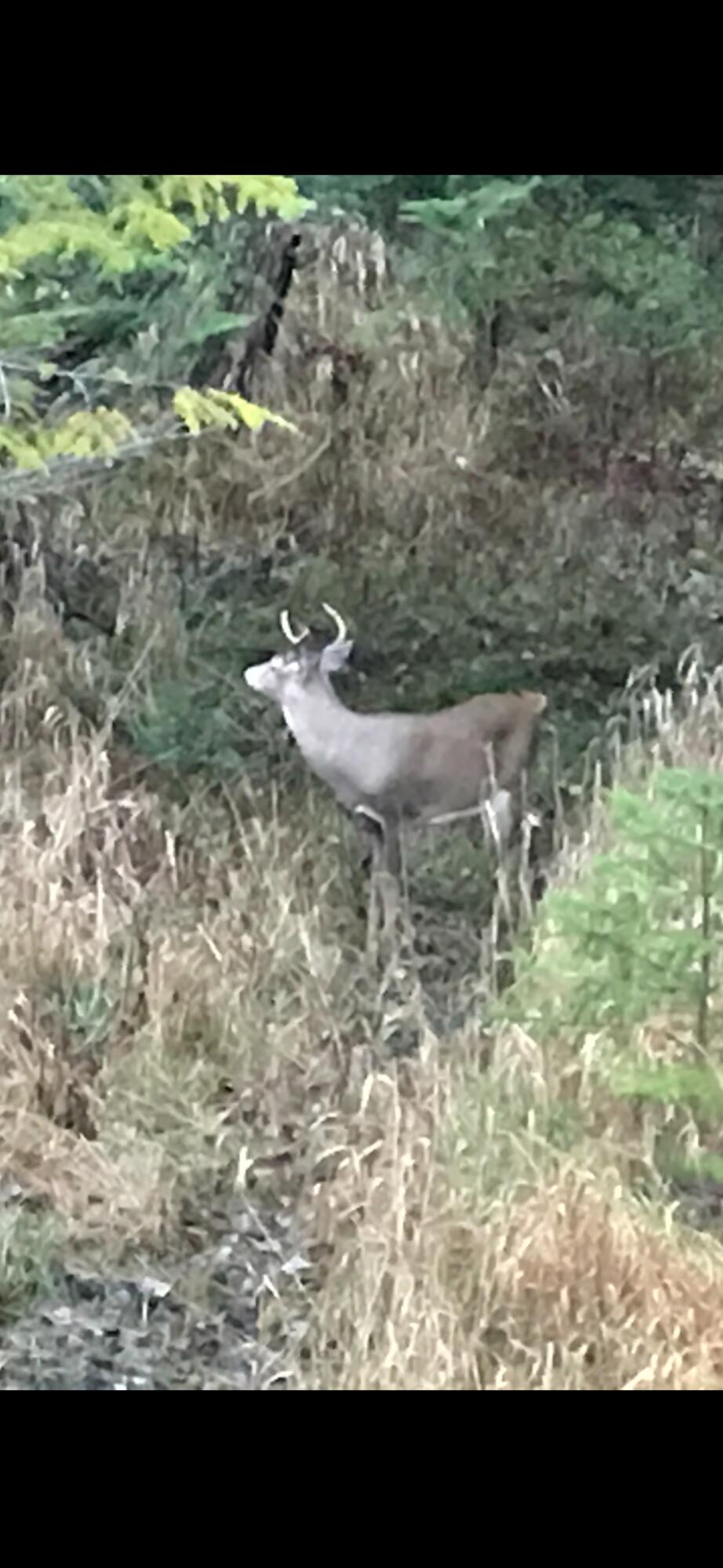 11179 Hossler Road Atlanta, MI 49709 - Photo 2 of 100 Nice buck