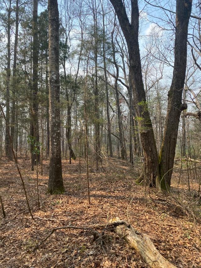 0 East Irvin Road Shiloh, GA 31826 - Photo 1 of 15 Main View