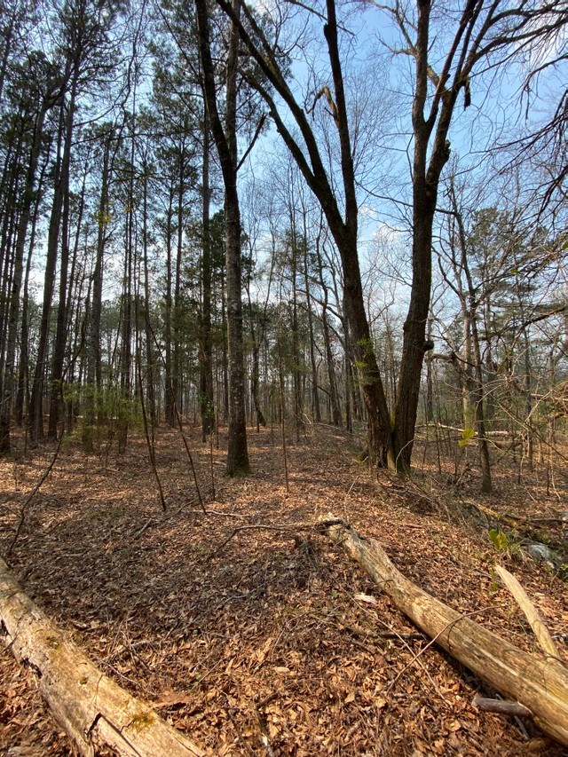 0 East Irvin Road Shiloh, GA 31826 - Photo 3 of 15 Gallery Image 3