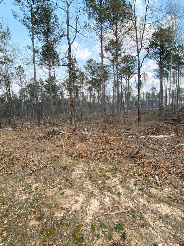 0 East Irvin Road Shiloh, GA 31826 - Photo 7 of 15 Gallery Image 7