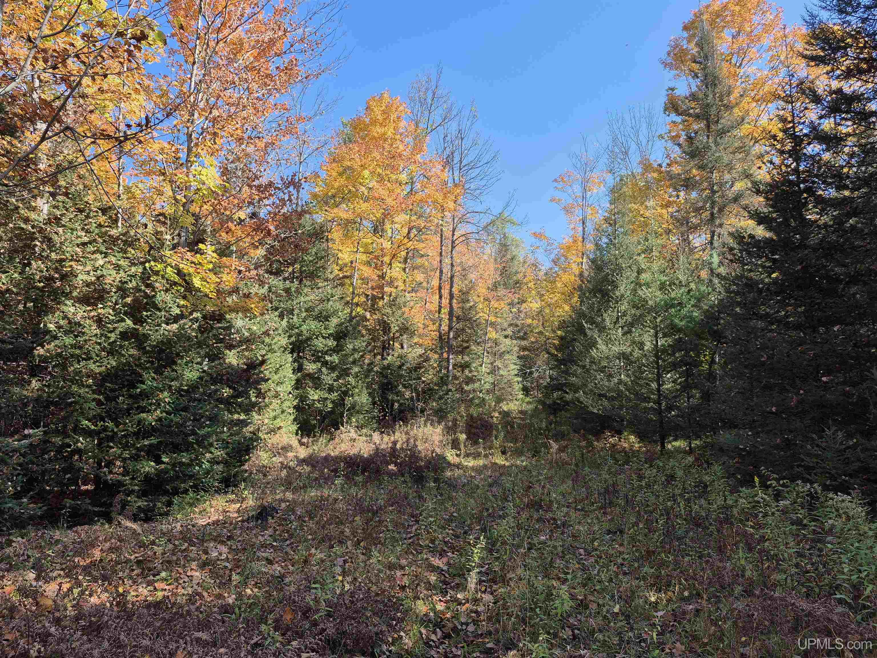 40-acres Mattson Road Felch, MI 49831 - Photo 17 of 45 Gallery Image 17