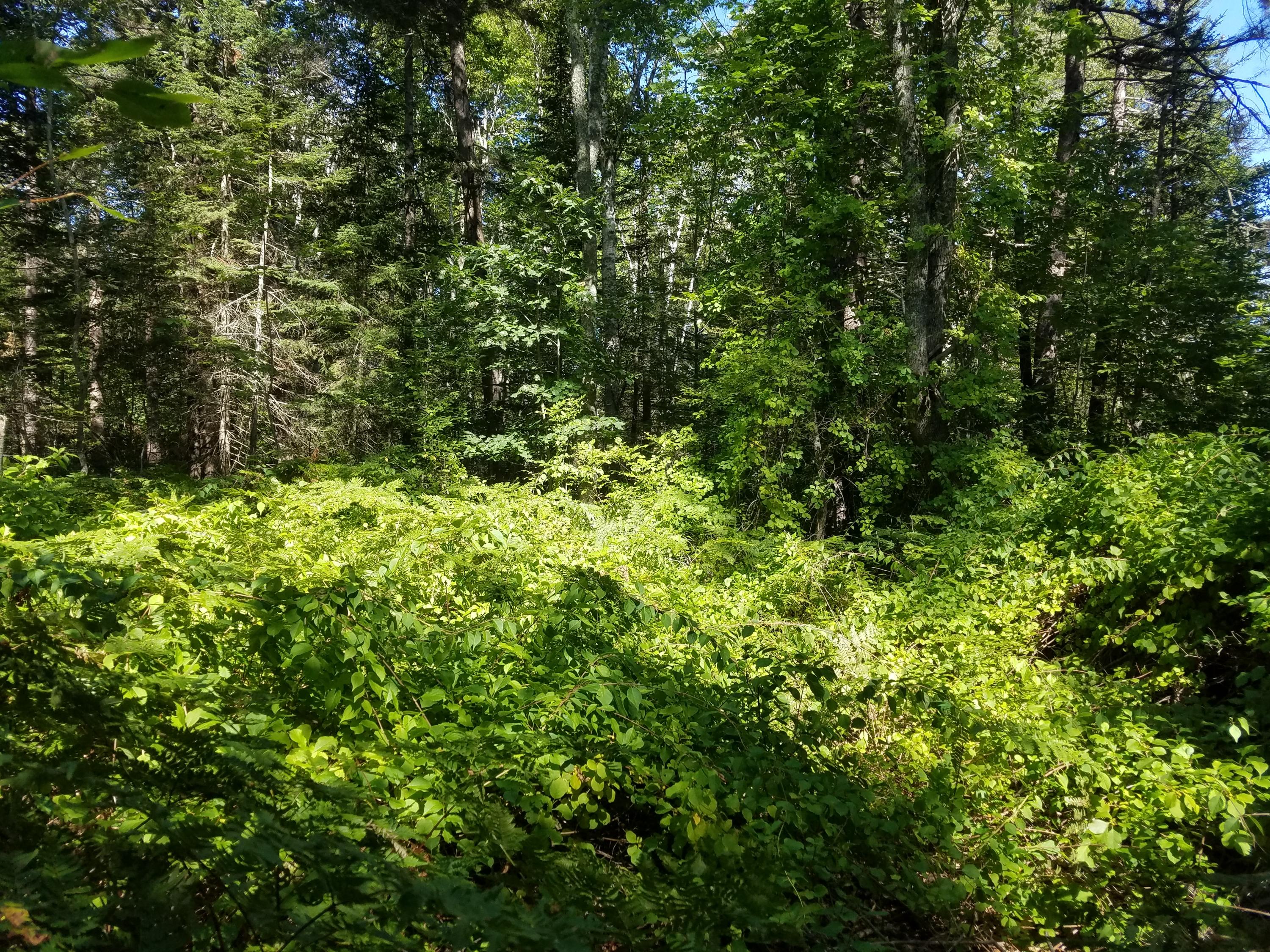 0 Ledge Road South Thomaston, ME 04858 - Photo 9 of 18 20190905_142322