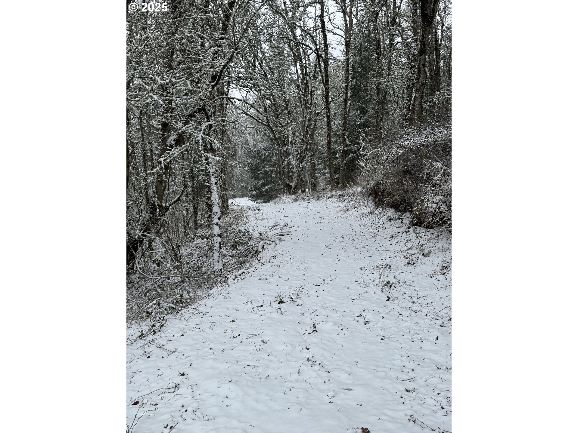 Southeast Rice Lane Amity, OR 97101 - Photo 14 of 18 a view of a backyard with trees