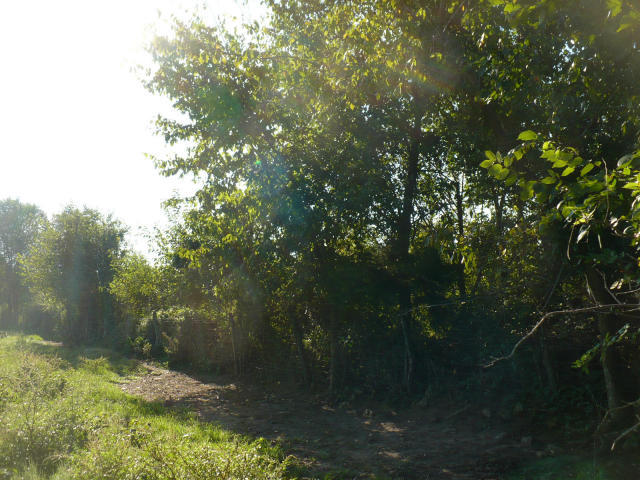 168 West Farm Road Republic, MO 65738 - Photo 1 of 1 10 ac #1