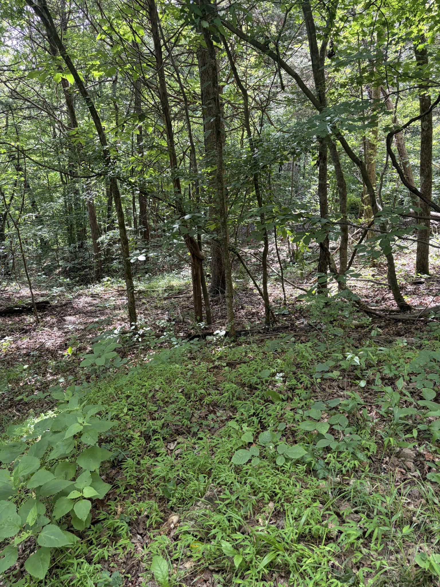 0 Kelso-Smithland Road Kelso, TN 37348 - Photo 37 of 45 a view of outdoor space and trees