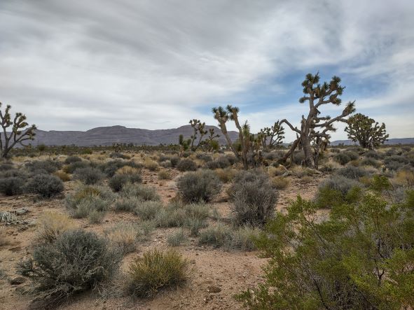27402 Peach Meadview, AZ 86444 - Photo 1 of 4 a view of a city