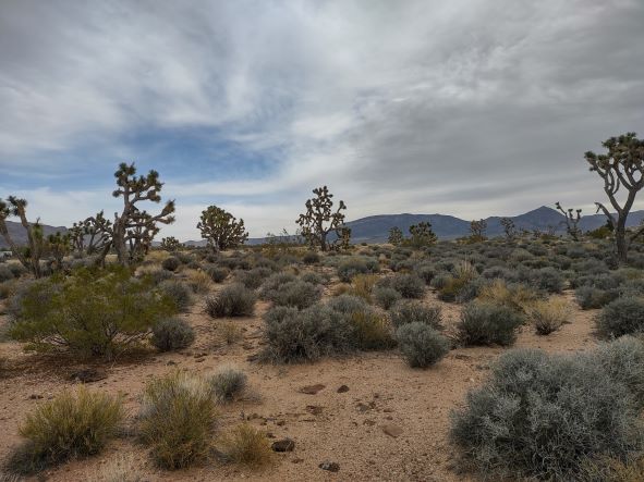 27402 Peach Meadview, AZ 86444 - Photo 3 of 4 a view of a dry field with trees in background