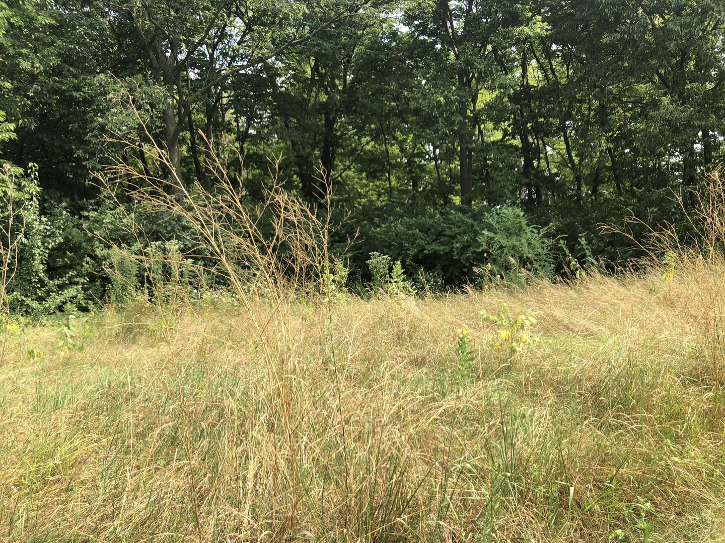 0 South Ford Road Channahon, IL 60410 - Photo 9 of 22 a view of a yard with a tree