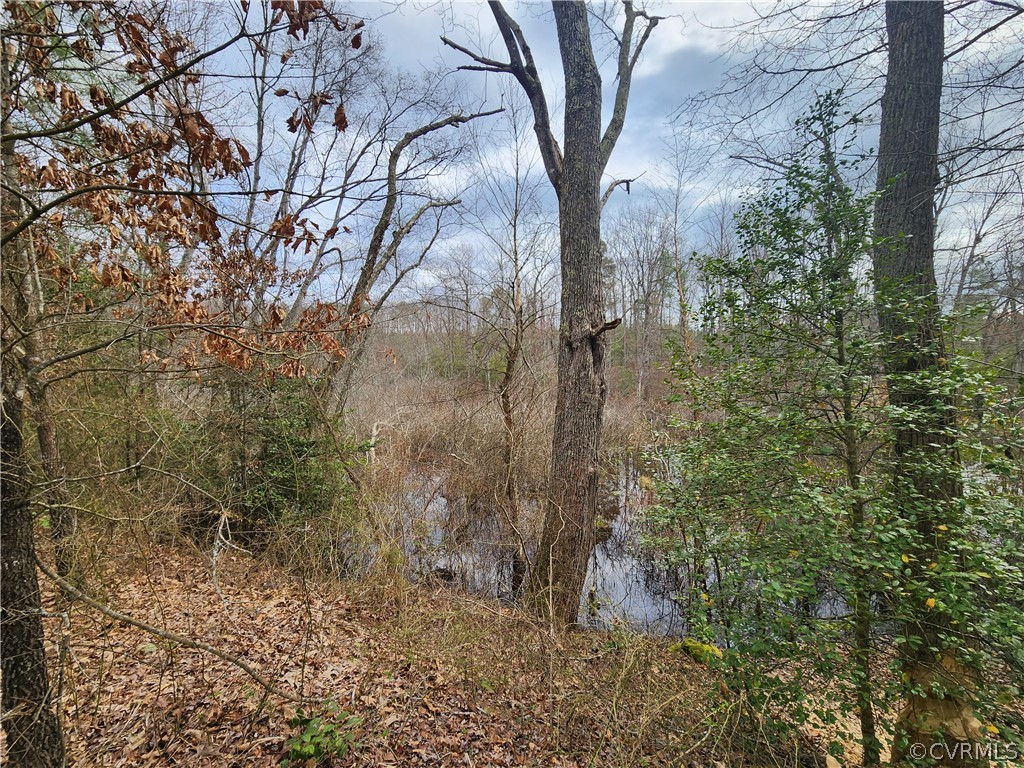 View of Tanyard Swamp