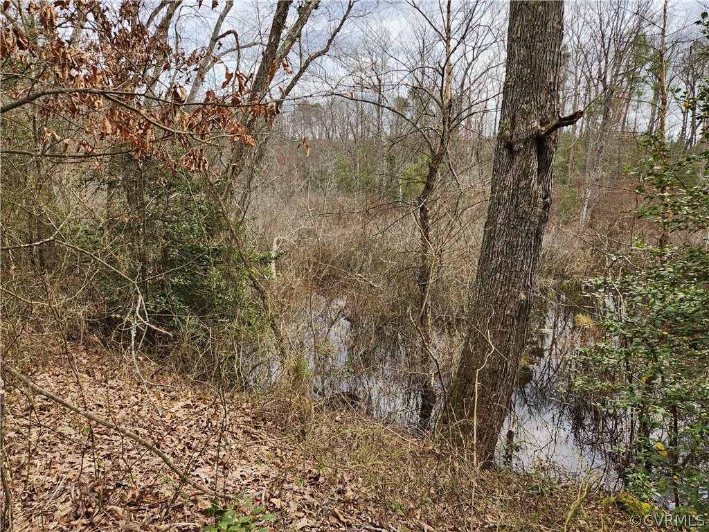 View of Tanyard Swamp