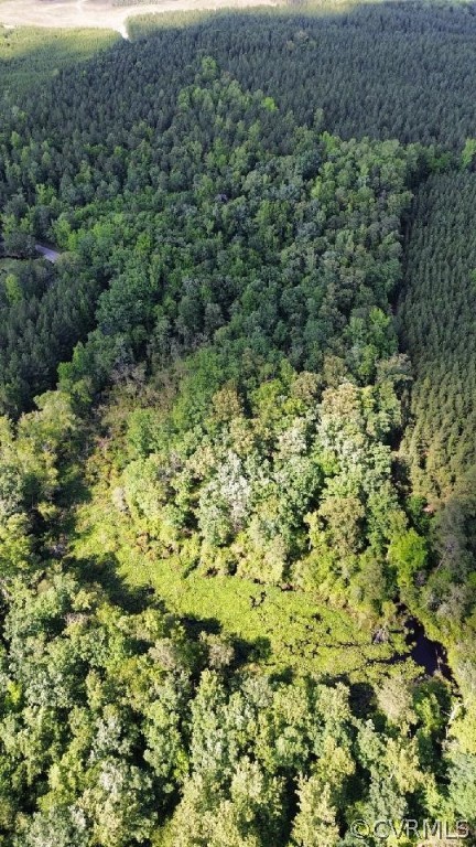View of Trees and Tanyard Swamp