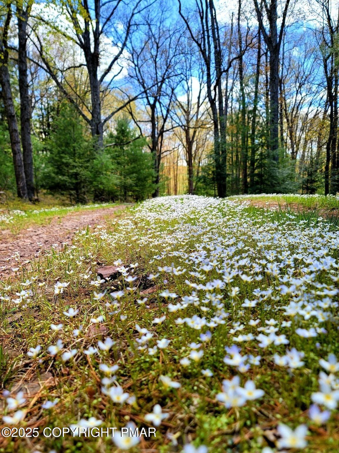 614 Graystones Jeras Road Albrightsville, PA 18210 - Photo 2 of 11 a view of yard with trees